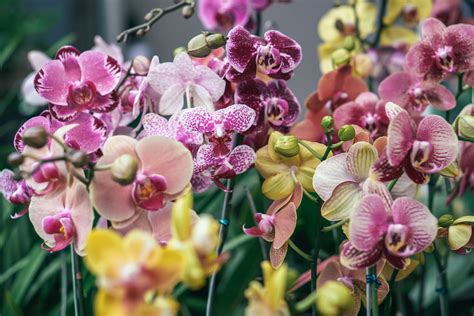  Orchids: An Illustrated Guide – Cultivating Colombian Beauty and Unveiling Nature's Art